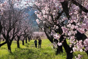 Almond Blossom Festival – Tafraoute